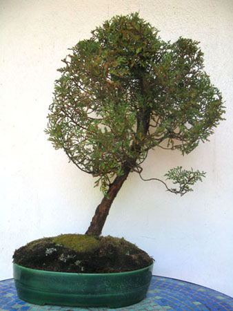 Ciprés de la Cordillera